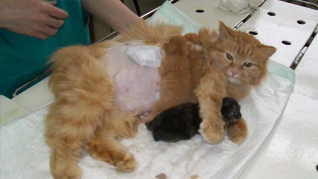 ветеринарная клиника