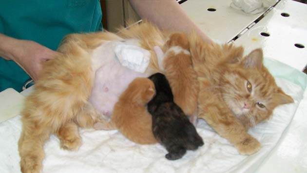 родовспоможение у кошек и собак