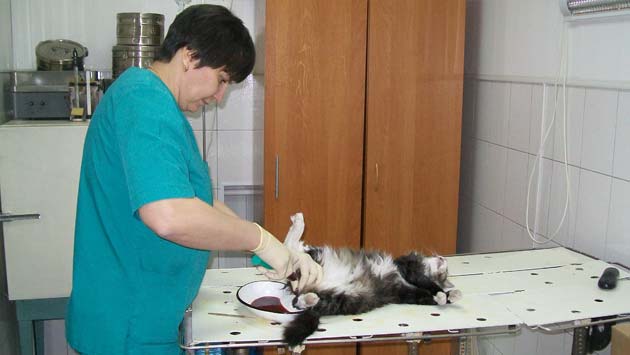 ветеринарная клиника