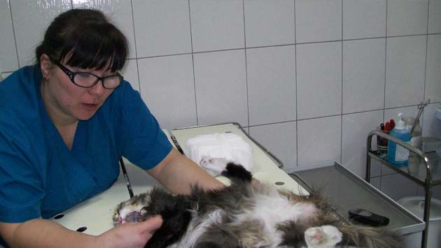 стерилизация кошек