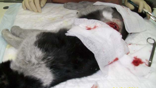 ветеринарный врач в ветклинике