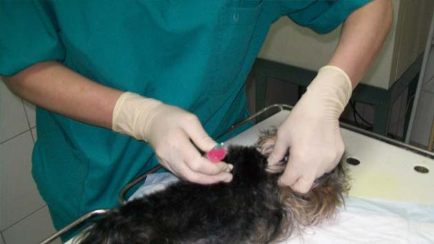 Лабораторная диагностика в ветеринарной клинике