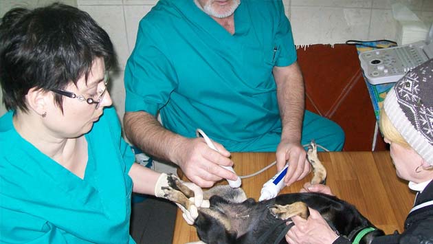 УЗИ собакам в ветклинике